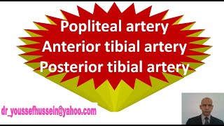 30 Popliteal artery  Anterior tibial artery  Posterior tibial  Anastomosis around knee joint [upl. by Gautier]