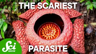 The 4 Creepiest Parasites on Earth This Will Keep You Up at Night [upl. by Zelazny994]