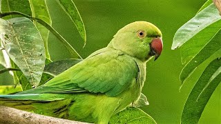 Loud Parrot Chirping  Natural Parrot Sounds  Parrot Calling Sounds [upl. by Neleb]