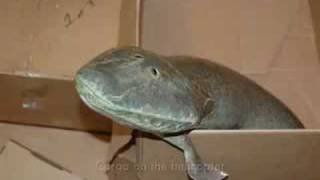 Tiktaalik Your Inner Fish [upl. by Aimerej]