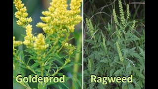 Goldenrod Vs Ragweed  Whats the difference [upl. by Notak]