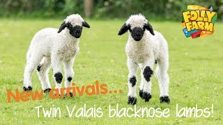 Twin Valais blacknose lambs [upl. by Gruchot]