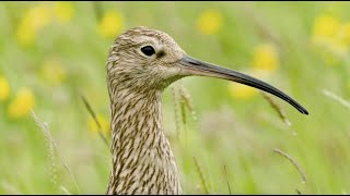 Curlew song [upl. by Aisilef]