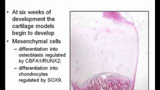 Embryology Limb Development [upl. by Anaylil]