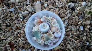 Finding puka shells in Maui [upl. by Macnair146]