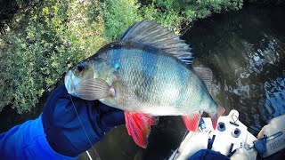 Fishing for Redfin Perch Victoria Australia [upl. by Nosrak]