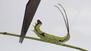 Caterpillars bite off their long tails  長い尾を噛み切るイモムシ [upl. by Htebi]