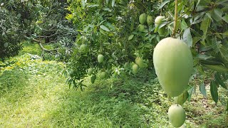 Banginapalli Mango Garden India [upl. by Wilder]