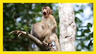 Winners of Comedy Wildlife Photography Awards 2020 [upl. by Hanid]