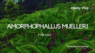 AMORPHOPHALLUS MUELLERI [upl. by Delores398]