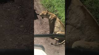 Close look at the Pregnant lioness at Ngorongoro Crater [upl. by Selwin]