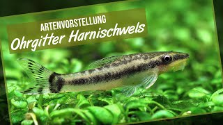 Ohrgitter Harnischwelse  Otocinclus  Artenvorstellung Garnelio [upl. by Ciardap]