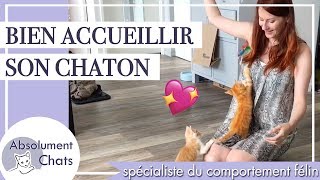 Arrivée de chaton à la maison conseils de pro bien accueillir son chaton [upl. by Asiralc318]