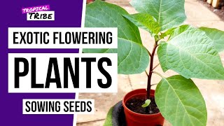 Sowing seeds Datura amp Echiums for tropical flowers  Tropical Tribe [upl. by Garett]