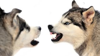 Husky VS Malamute [upl. by Gardy]