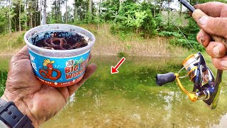 HUGE BLUEGILL EVERYWHERE EASY Way To Catch Panfish From The Bank [upl. by Idissak419]