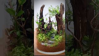 Closed terrarium with aquatic plants [upl. by Apeed]