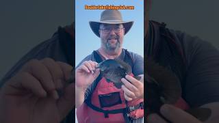 Beefy McBluegill bluegill panfishing fishing fishingshorts [upl. by Nailij]