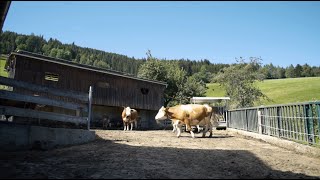 Auslaufstall  ein neues Stallsystem für kleine Milchviehbetriebe [upl. by Eiramoj]