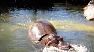 Hippo splatters explosive diarrhea everywhere 2  Extreme Hippo Poop [upl. by Samal]