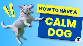 How to calm a dog 3 ways to help hyper and over excited dogs relax [upl. by Allimrac]