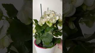 Begonia Wax in Full Bloom Lovely White Flowers 🤍 shorts [upl. by Perpetua]