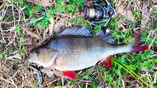 Lure Fishing For BIG Redfin Perch [upl. by Malloy795]