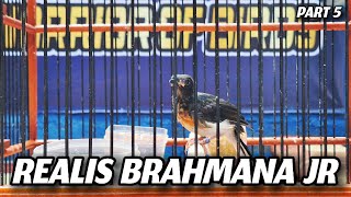 REALIS BRAHMANA JR 🔥🔥🔥 [upl. by Ahsenad]