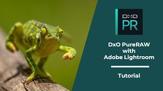 DxO PureRaw with Adobe Lightroom⎢Tutorial [upl. by Yorgen]