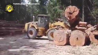 Máfia da tora  Carregando caminhão SCANIA com a pá carregadeira [upl. by Stroud]