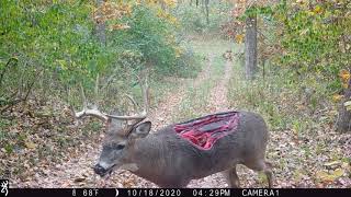 4 Howto Tips For Hiding Your Trailcams From Deer and Thieves [upl. by Nauqit187]