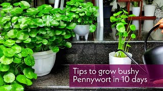 Pennywort care  Tips to make bushy Pennywort in 10days [upl. by Arocahs]