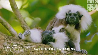 Saving the Tamarins  Seven Worlds One Planet  BBC America [upl. by Ayama]