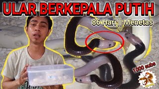 Ular berkepala putih menetas  Xenopeltis unicolor  Colubrid world [upl. by Bryner180]