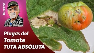 TOMATE todo sobre la TUTA ABSOLUTA PLAGAS DEL TOMATE [upl. by Lerret787]