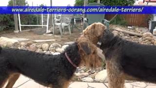 large Airedale Terriers [upl. by Ko844]