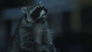 Funny raccoon Geico commercial Cmon Try It [upl. by Kcirdled63]