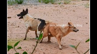 Village Dogs Breeding  Animal Meet Up  Asian Dog Blog [upl. by Kalam]