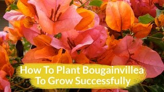 The 1 Important Thing To Do When Planting Bougainvillea Plus Other Tips Too  Joy Us Garden [upl. by Ck966]