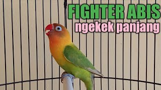 DI JAMIN NYAUT  LOVEBIRD MEMANGGIL LALU NGETIK NGEKEK PANJANG PANCINGAN LOVEBIRD FIGHTER [upl. by Welcome]