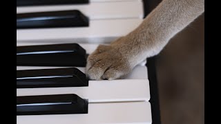 Zach Neece  Cat Dreams for clarinet and piano [upl. by Eilssel]