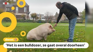 Varken Spekkie woont in een rijtjeshuis [upl. by Irot47]