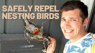 Birds Nesting in a Dangerous Spot QUICK TIP TO SAFELY KEEP THEM AWAY [upl. by Nitsed156]