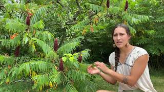 All About Staghorn Sumac How to Make Sumacade [upl. by Ihtac]