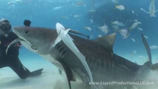 Tiger Sharks of Tiger Beach [upl. by Joane]