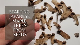 Growing Japanese Maple Trees from Seeds  Start with Stratification [upl. by Santa]