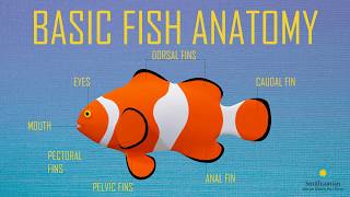 Fish Anatomy [upl. by Bum385]