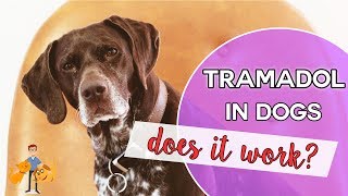 Tramadol Withdrawal Addiction and Treatment  All You Need to Know About Tramadol  ANR Clinic [upl. by Meryl]