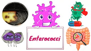 Enterococci  Enterococcus faecalis and E faecium English  Medical Microbiology [upl. by Rehpatsirhc]