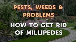 How to Get Rid of Millipedes [upl. by Lalage]